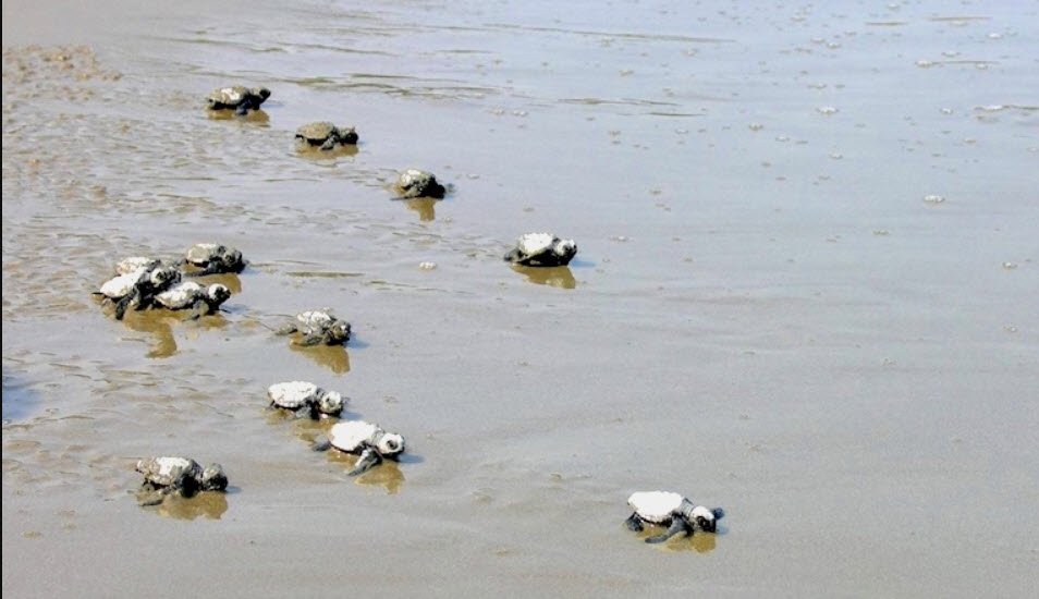 Dottrell Island Wildlife Sanctuary